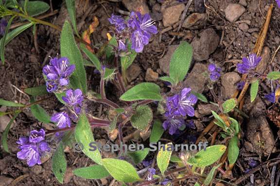 phacelia eisenii 2 graphic